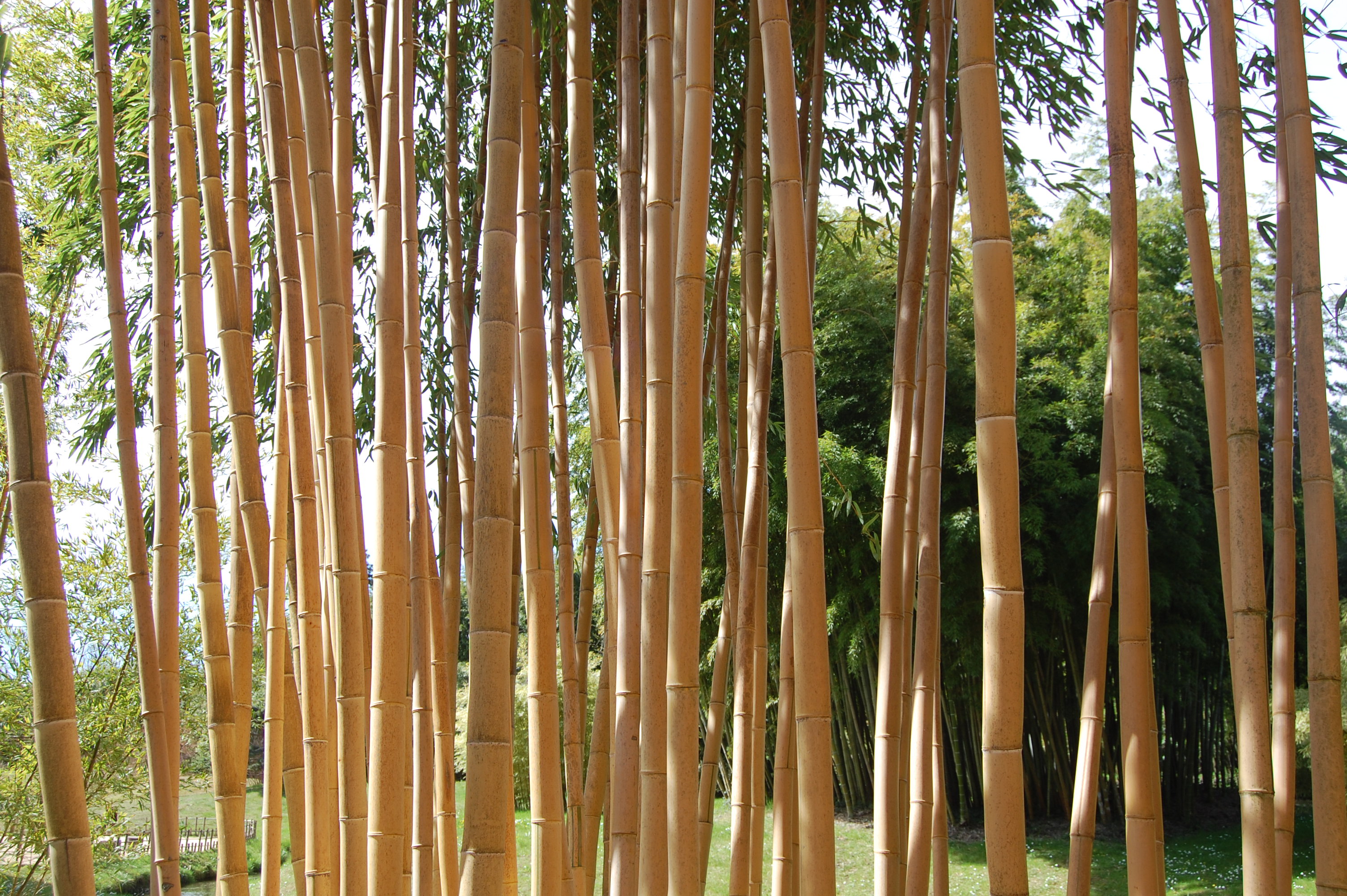 Бамбук гуадуа